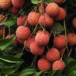 Litchi