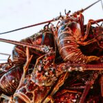 Lobster